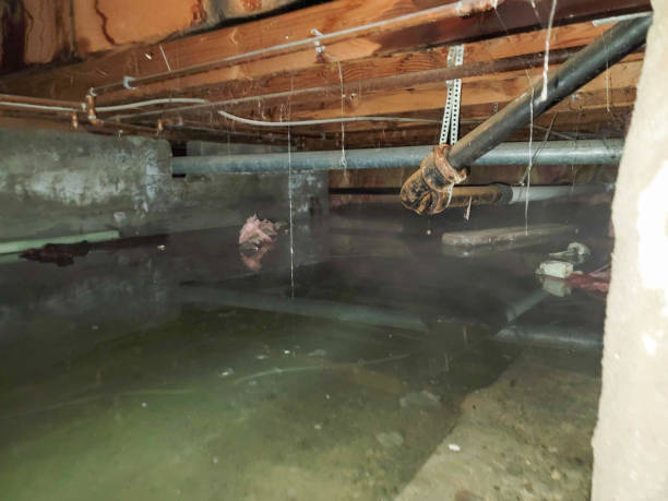 Best Ceiling water damage repair  in Goodhue, MN