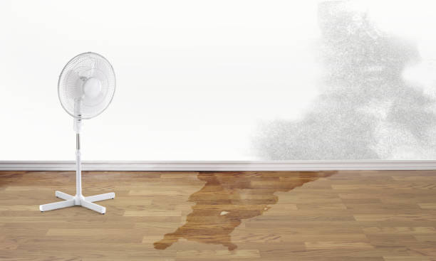 Best Water damage cleanup near me  in Goodhue, MN